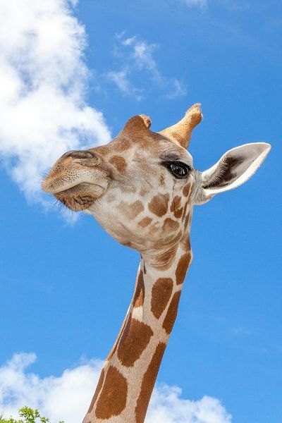 A reticulated giraffes height gives it a downward glance